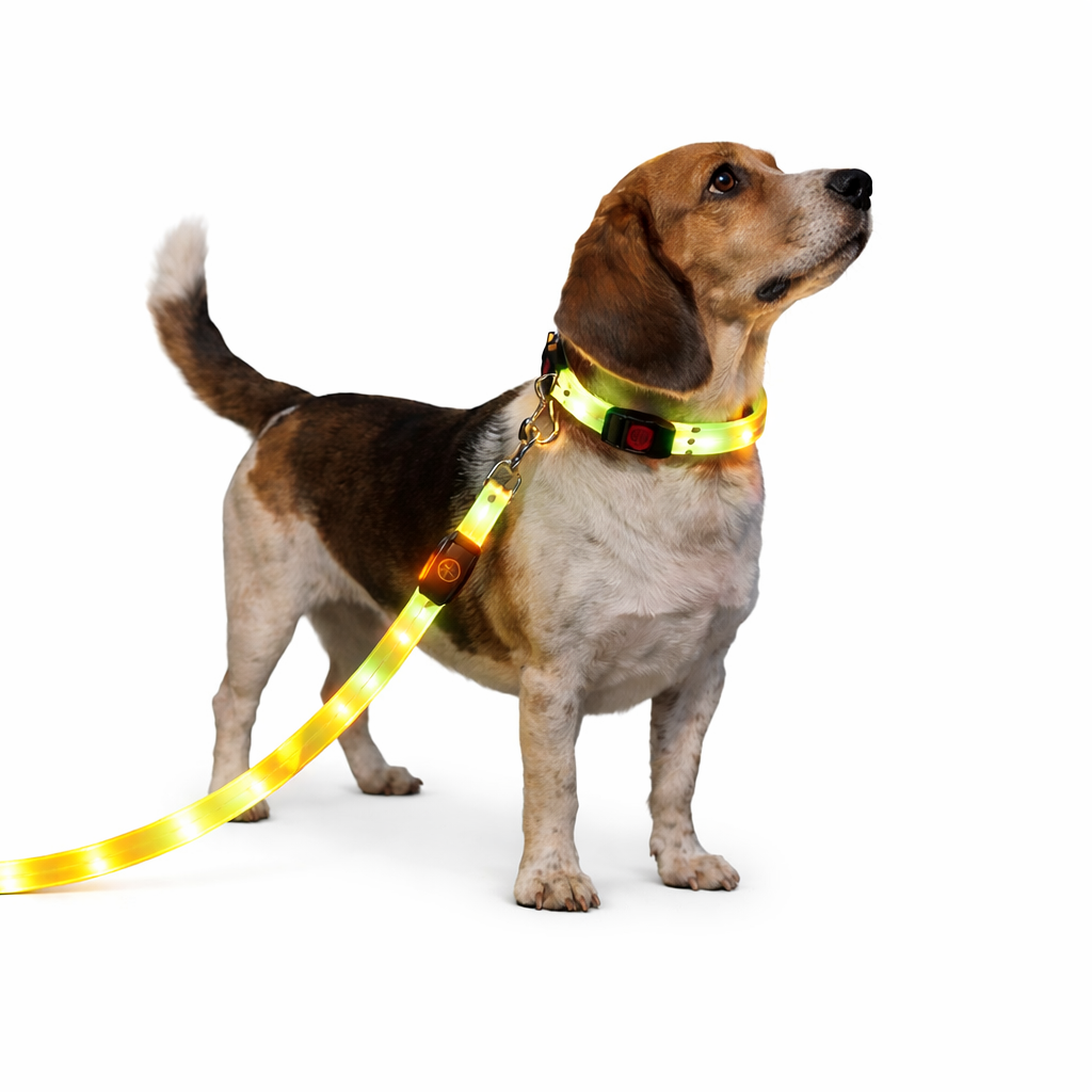 Rechargeable LED Dog Collars & Leashes – Night Safety Collection