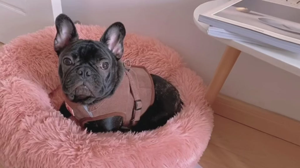 Calming Plush Donut Dog Bed – Ultra‑Soft, Comfort‑Boosting Anxiety‑Relief Bed for Pets